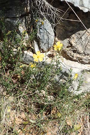 Fumana arabica \ Zwerg-Nadelrschen / Mediterranean Sun-Rose, Samos Paleokastro 11.4.2017