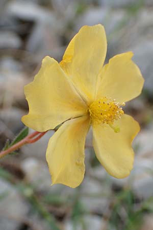 Fumana arabica \ Zwerg-Nadelrschen / Mediterranean Sun-Rose, Samos Spatharei 17.4.2017
