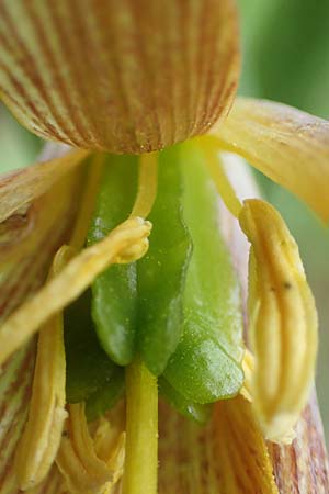 Fritillaria bithynica \ Bithynische Schachblume / Bithynian Fritillary, Samos Mt.  Ambelos 12.4.2017