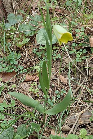 Fritillaria bithynica \ Bithynische Schachblume / Bithynian Fritillary, Samos Mt.  Ambelos 12.4.2017