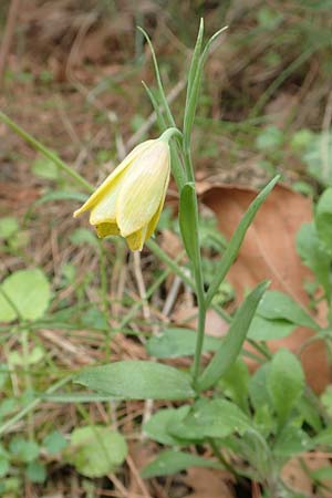 Fritillaria bithynica \ Bithynische Schachblume / Bithynian Fritillary, Samos Mt.  Ambelos 12.4.2017