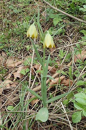 Fritillaria bithynica \ Bithynische Schachblume / Bithynian Fritillary, Samos Mt.  Ambelos 12.4.2017