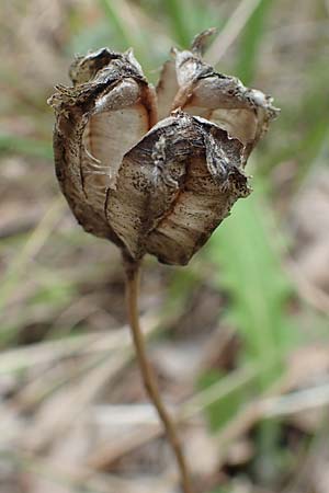 Fritillaria bithynica \ Bithynische Schachblume / Bithynian Fritillary, Samos Mt.  Ambelos 12.4.2017