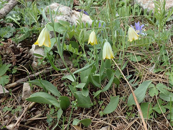 Fritillaria bithynica \ Bithynische Schachblume / Bithynian Fritillary, Samos Mt.  Ambelos 12.4.2017
