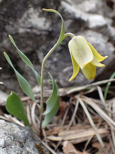Fritillaria carica \ Karische Schachblume / Carian Fritillary, Samos Lazaros in Mt.  Ambelos 12.4.2017