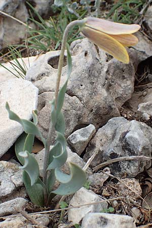 Fritillaria carica \ Karische Schachblume / Carian Fritillary, Samos Lazaros in Mt.  Ambelos 12.4.2017