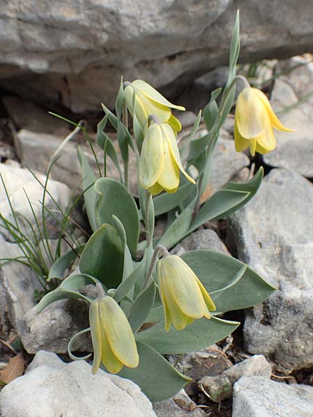 Fritillaria carica \ Karische Schachblume / Carian Fritillary, Samos Lazaros in Mt.  Ambelos 12.4.2017