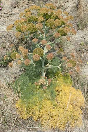 Ferula tingitana \ Tanger-Riesen-Fenchel / Tangier Fennel, Samos Spatharei 17.4.2017