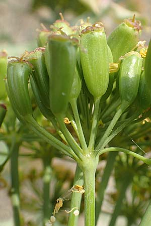 Ferula tingitana \ Tanger-Riesen-Fenchel / Tangier Fennel, Samos Spatharei 17.4.2017