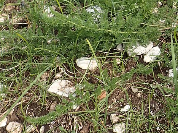 Ferulago humilis \ Niedrige Birkwurz / Low Fennel, Samos Mytilini 10.4.2017