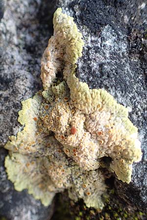 Toninia toniniana ? \ Rosawarzige Blasenflechte / Toninia, Samos Kallithea 18.4.2017
