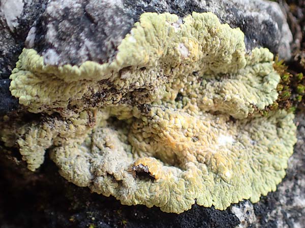 Toninia toniniana ? \ Rosawarzige Blasenflechte / Toninia, Samos Kallithea 18.4.2017