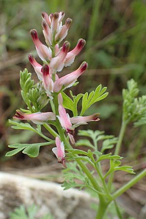 Fumaria officinalis ? \ Echter Erdrauch / Common Fumitory, Samos Mt. Ambelos 12.4.2017