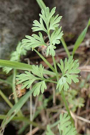 Fumaria officinalis ? \ Echter Erdrauch / Common Fumitory, Samos Mt. Ambelos 12.4.2017
