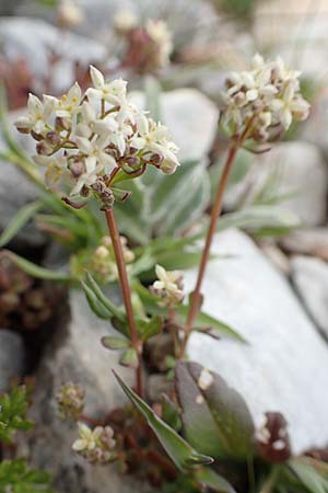 Galium brevifolium \ Kurzbl&auml;ttriges Labkraut / Short-Leaved Bedstraw, Samos Lazaros in Mt.  Ambelos 12.4.2017