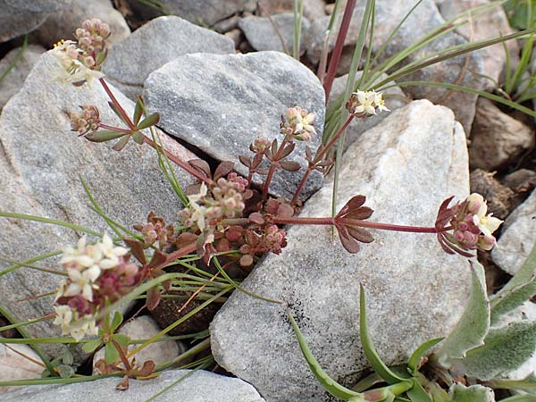 Galium brevifolium \ Kurzbl&auml;ttriges Labkraut / Short-Leaved Bedstraw, Samos Lazaros in Mt.  Ambelos 12.4.2017