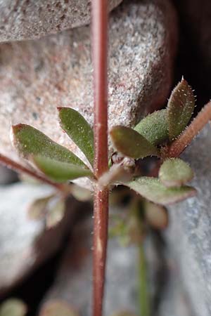 Galium brevifolium \ Kurzbl&auml;ttriges Labkraut / Short-Leaved Bedstraw, Samos Lazaros in Mt.  Ambelos 12.4.2017