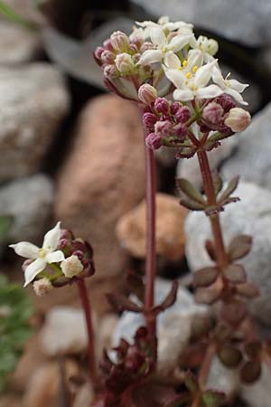 Galium brevifolium \ Kurzbl&auml;ttriges Labkraut / Short-Leaved Bedstraw, Samos Lazaros in Mt.  Ambelos 12.4.2017