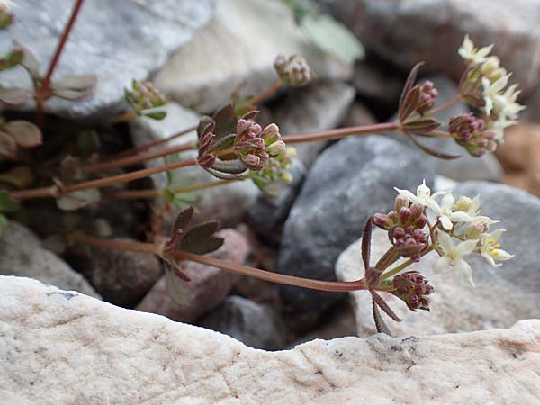 Galium brevifolium \ Kurzbl&auml;ttriges Labkraut / Short-Leaved Bedstraw, Samos Lazaros in Mt.  Ambelos 12.4.2017