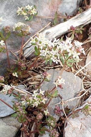 Galium brevifolium \ Kurzbl&auml;ttriges Labkraut / Short-Leaved Bedstraw, Samos Lazaros in Mt.  Ambelos 12.4.2017