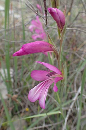 Gladiolus anatolicus \ T&uuml;rkische Gladiole / Anatolian Gladiolus, Samos Spatharei 17.4.2017