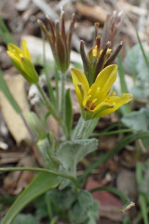 Gagea bohemica \ Bhmischer Felsen-Gelbstern / Early Star of Bethlehem, Radnor Lily, Samos Lazaros in Mt. Ambelos 12.4.2017