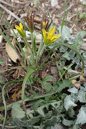 Gagea bohemica \ Bhmischer Felsen-Gelbstern / Early Star of Bethlehem, Radnor Lily, Samos Lazaros in Mt. Ambelos 12.4.2017