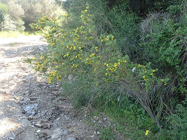 Cytisus villosus \ Dreibl�tiger Gei�klee, Dreibl�ttriger Ginster, Samos Stavrinides 14.4.2017