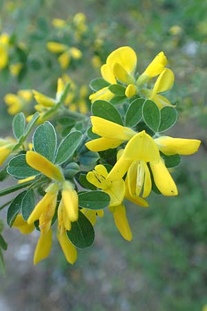 Cytisus villosus \ Dreibl�tiger Gei�klee, Dreibl�ttriger Ginster, Samos Stavrinides 14.4.2017