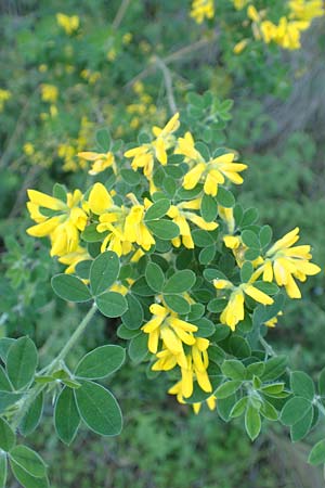 Cytisus villosus \ Dreibl�tiger Gei�klee, Dreibl�ttriger Ginster, Samos Stavrinides 14.4.2017