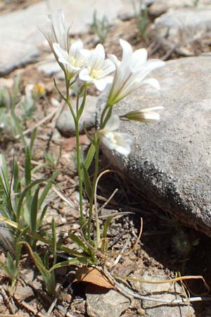 Gagea graeca \ Griechische Faltenlilie / Greek Gagea, Samos Zoodochos Pigi 11.4.2017