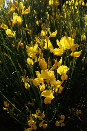 Spartium junceum \ Pfriemen-Ginster / Spanish Broom, Samos Potami 15.4.2017