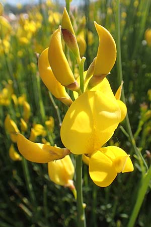 Spartium junceum \ Pfriemen-Ginster / Spanish Broom, Samos Potami 15.4.2017