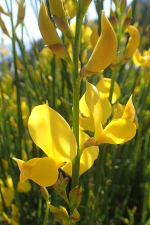 Spartium junceum \ Pfriemen-Ginster / Spanish Broom, Samos Potami 15.4.2017