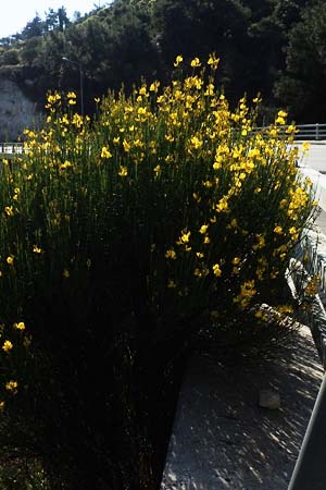 Spartium junceum \ Pfriemen-Ginster / Spanish Broom, Samos Potami 15.4.2017