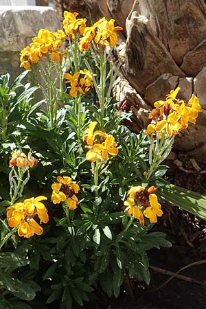 Erysimum cheiri \ Goldlack / Wallflower, Samos Zoodochos Pigi 11.4.2017
