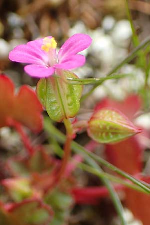Geranium lucidum \ Glnzender Storchschnabel / Shining Crane's-Bill, Samos Lazaros in Mt. Ambelos 12.4.2017