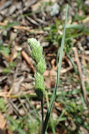 Dactylis glomerata \ Knuelgras / Cocksfoot Grass, Orchard Grass, Samos Mourtia - Strand/Beach 11.4.2017