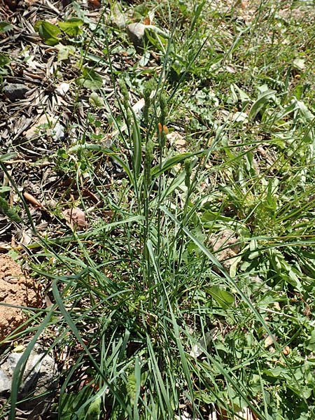 Dactylis glomerata \ Knuelgras / Cocksfoot Grass, Orchard Grass, Samos Mourtia - Strand/Beach 11.4.2017