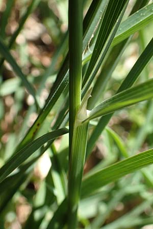 Dactylis glomerata \ Knuelgras / Cocksfoot Grass, Orchard Grass, Samos Mourtia - Strand/Beach 11.4.2017