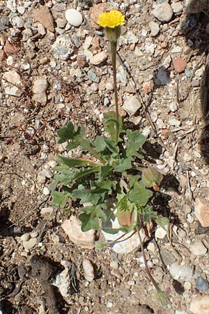 Hedypnois rhagadioloides \ Rhrchenkraut / Cretan Weed, Samos Pythagorio 13.4.2017