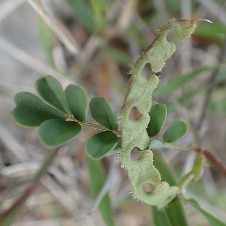 Hippocrepis ciliata \ Gewimperter Hufeisenklee, Samos Spatharei 17.4.2017