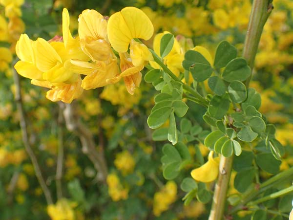 Hippocrepis emerus \ Strauchwicke / Scorpion Senna, Samos Mytilini 10.4.2017