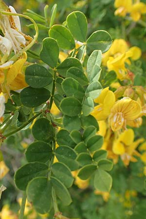 Hippocrepis emerus \ Strauchwicke / Scorpion Senna, Samos Mytilini 10.4.2017