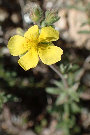Fumana arabica \ Zwerg-Nadelrschen / Mediterranean Sun-Rose, Samos Paleokastro 11.4.2017