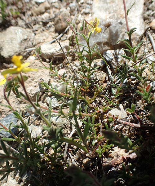 Fumana arabica \ Zwerg-Nadelrschen / Mediterranean Sun-Rose, Samos Paleokastro 11.4.2017