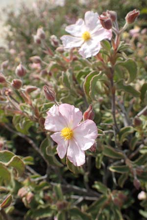 Helianthemum nummularium ? \ Kleinblttriges Sonnenrschen / Common Rock-Rose, Samos Psili Ammos 11.4.2017
