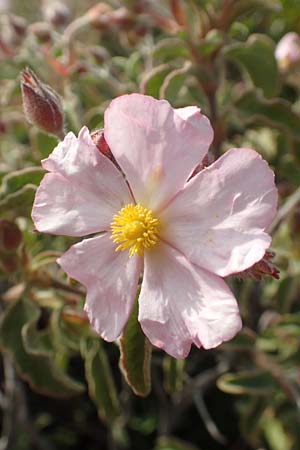 Helianthemum nummularium ? \ Kleinblttriges Sonnenrschen / Common Rock-Rose, Samos Psili Ammos 11.4.2017