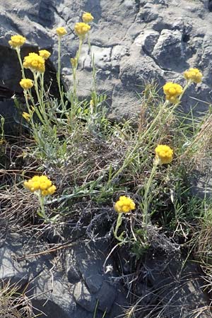Helichrysum stoechas \ Wohlriechende Strohblume, Samos Kamara 16.4.2017
