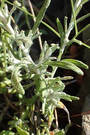 Helichrysum stoechas \ Wohlriechende Strohblume, Samos Kamara 16.4.2017